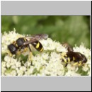 Ectemnius continuus - Grabwespe 02 10mm.jpg